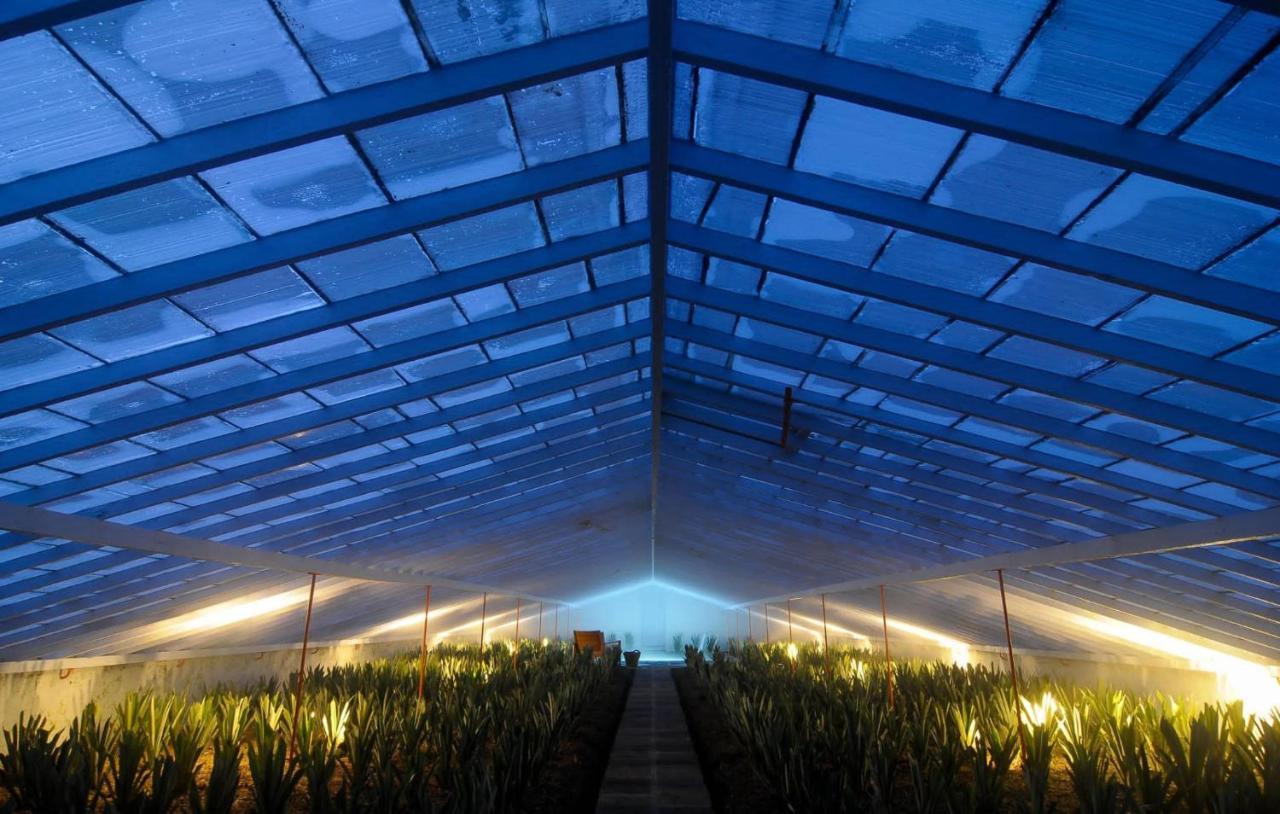 Herdade Do Ananas Ponta Delgada Extérieur photo