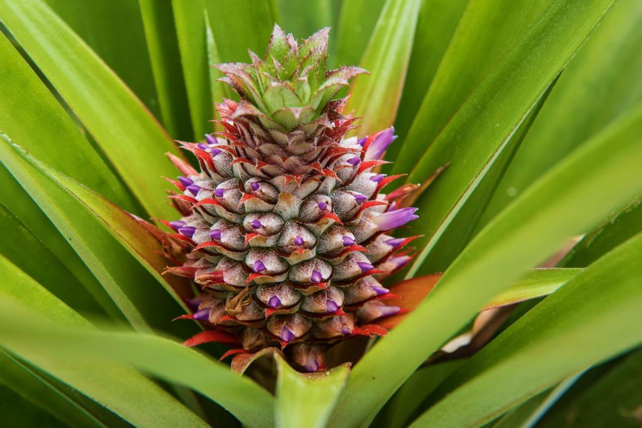 Herdade Do Ananas Ponta Delgada Extérieur photo