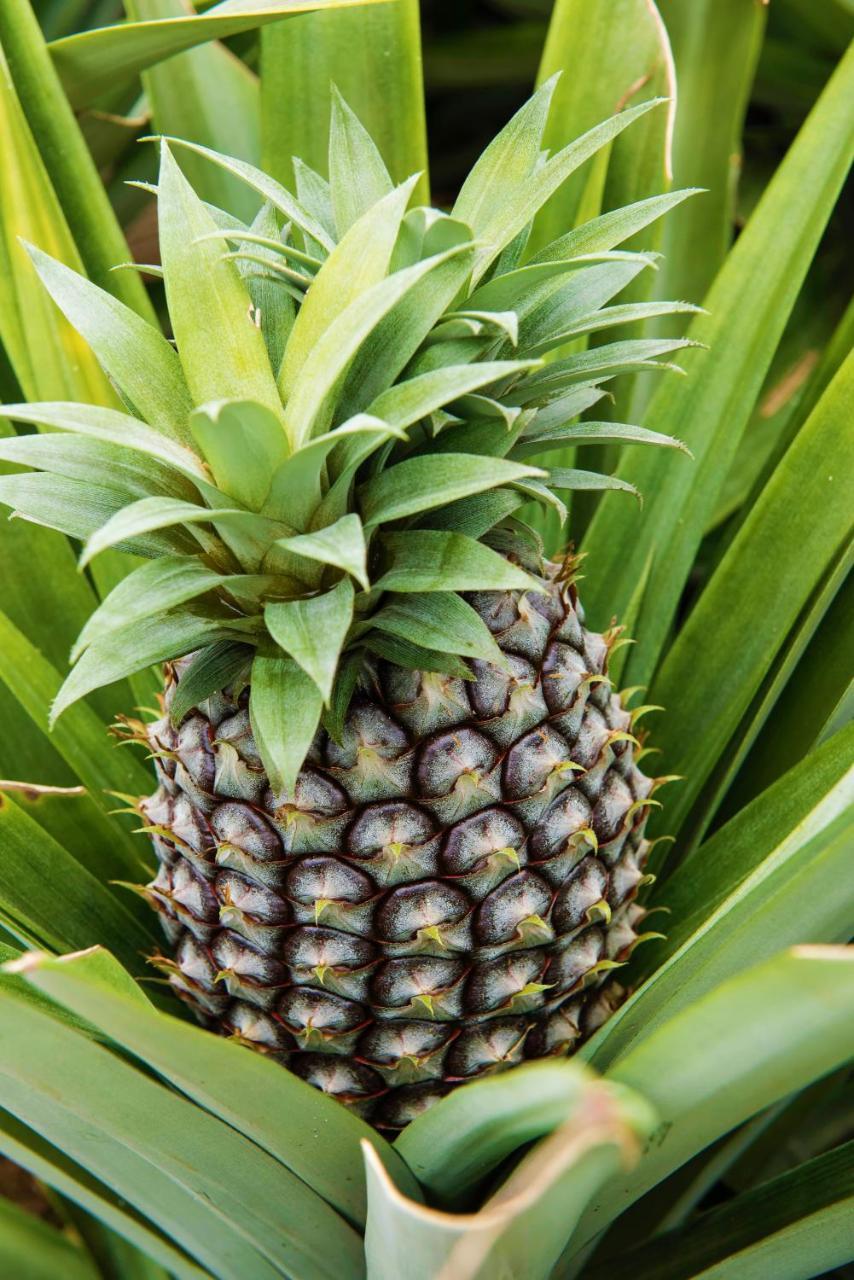 Herdade Do Ananas Ponta Delgada Extérieur photo